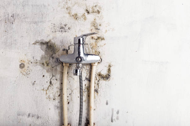 Best Mold Removal Company Near Me  in Eastman, GA