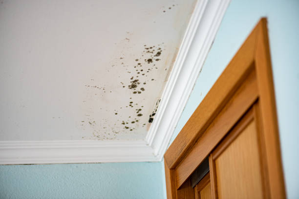Best Attic Mold Removal  in Eastman, GA