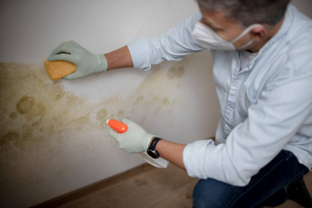 Best Mold Cleaning Services  in Eastman, GA