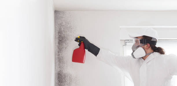 Best Black Mold Removal  in Eastman, GA