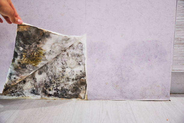Best Same-Day Mold Removal  in Eastman, GA